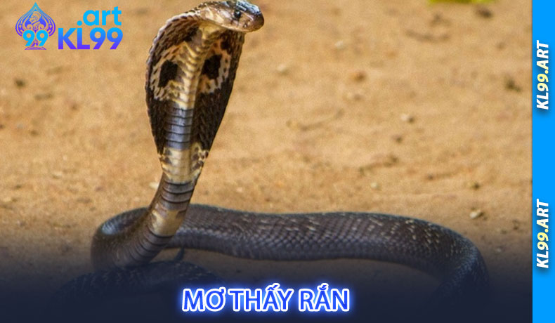 Mơ thấy rắn